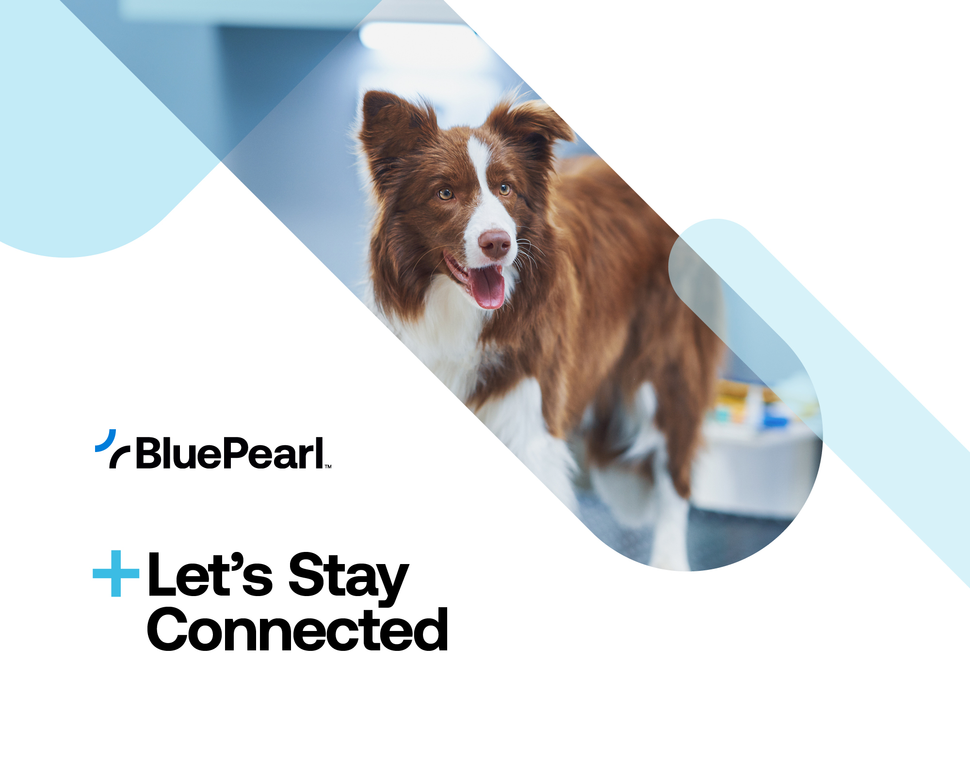 BluePearl